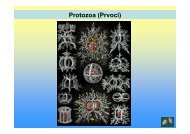 Protozoa (Prvoci)
