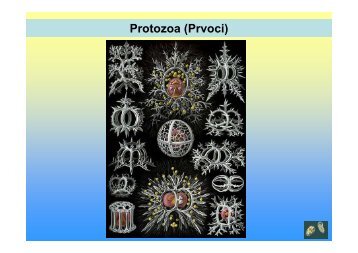 Protozoa (Prvoci)