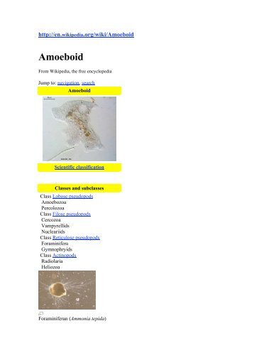 Amoeboid - Thierry Karsenti