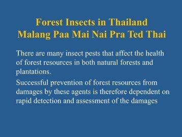 Forest Insects in Thailand Malang Paa Mai Nai Pra Ted Thai!