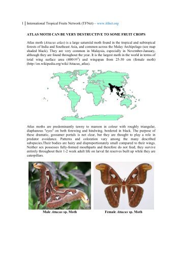 Atlas Moth Can Be Very Destructive To Some - International Tropical ...