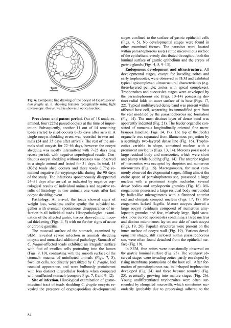 New species of Cryptosporidium Tyzzer, 1907 (Apicomplexa) from ...