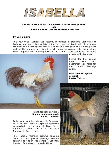 Isabella Italianer!🐓🐓🐔🐔💙💙🤍🤍 #italianer #leghorn #rooster
