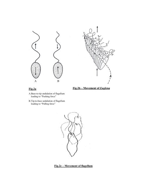 ANIMAL DIVERSITY – I (NON-CHORDATES)