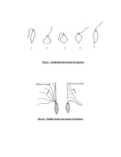 ANIMAL DIVERSITY – I (NON-CHORDATES)