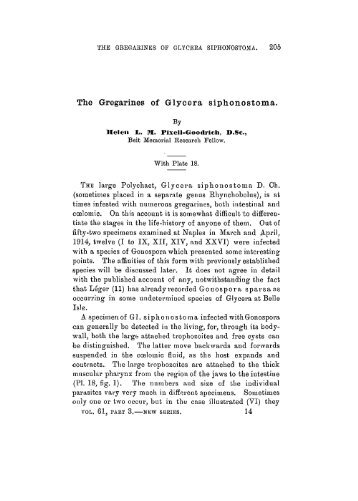 The Gregarines of Glycera siphonostoma.