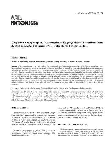 Gregarina tibengae sp. n. (Apicomplexa: Eugregarinida) Described ...