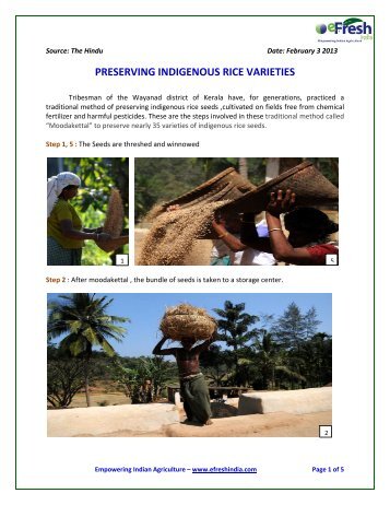 preserving indigeous rice seeds.pdf - Efresh India
