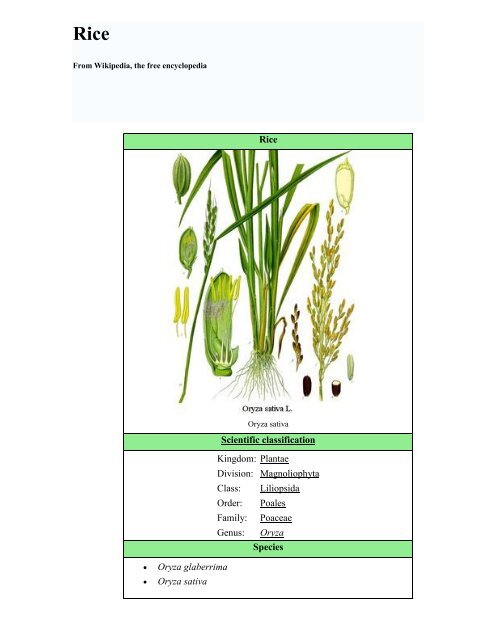 Rice Scientific classification Kingdom: Plantae Division ...