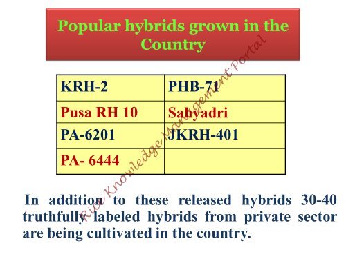 Hybrid rice in India.pdf