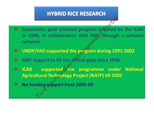 Hybrid rice in India.pdf