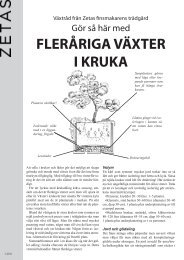 Fleråriga växter i kruka - Zetas