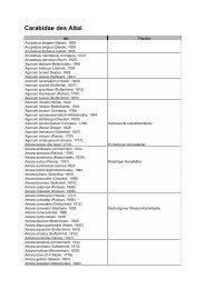 Carabidae des Altai (pdf/90kB) - NaturaTours