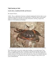 Night hunting on Saba Land crabs, a traditional - Top10WorldMedia