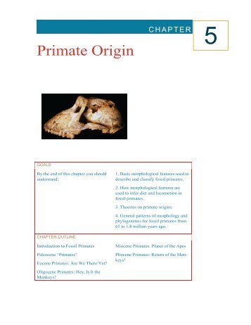 Primate Origin