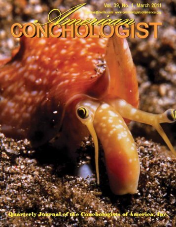 download PDF - Conchologists of America