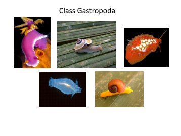 Gastropod & Cephalopod presentation