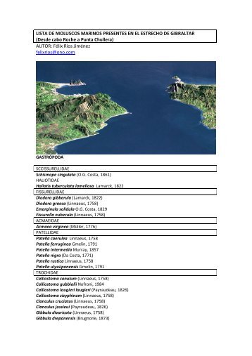 moluscos marinos del estrecho de gibraltar