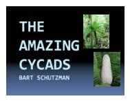 Cycad plants are dioecious (male or female)