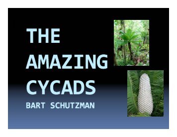 Cycad plants are dioecious (male or female)