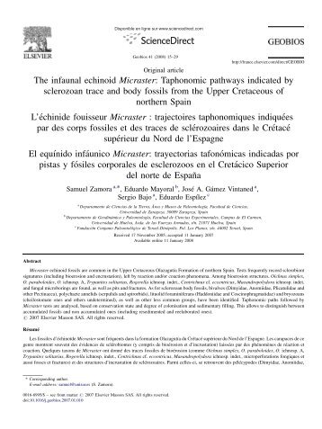 The infaunal echinoid Micraster - Universidad de Zaragoza