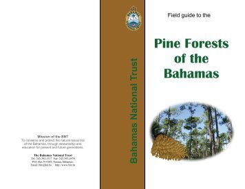 Pine Forests of the Bahamas - Bahamas National Trust