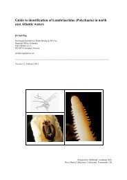 Guide to identification of Lumbrineridae - NMBAQC