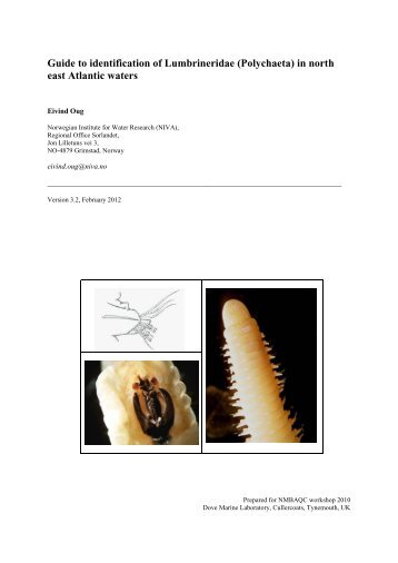 Guide to identification of Lumbrineridae - NMBAQC