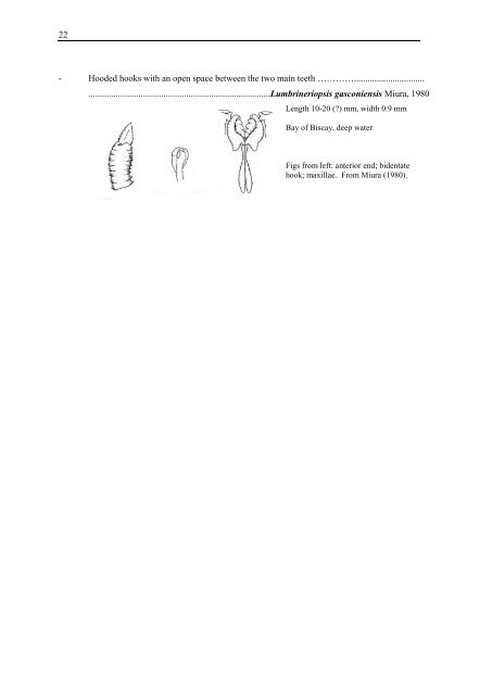 Guide to identification of Lumbrineridae - NMBAQC