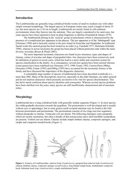 Guide to identification of Lumbrineridae - NMBAQC