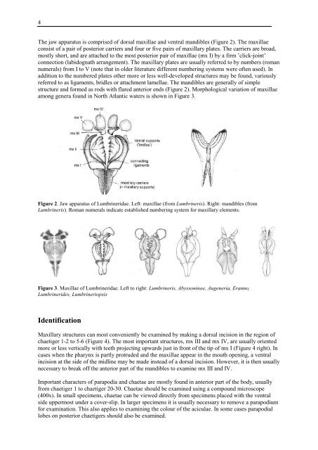 Guide to identification of Lumbrineridae - NMBAQC