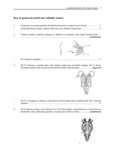 Guide to identification of Lumbrineridae - NMBAQC