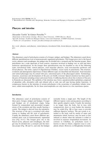 Pharynx and intestine