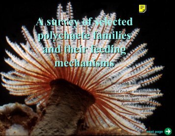 Slected A survey of selected polychaete families and their feeding ...