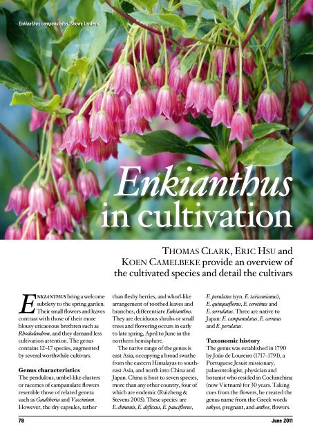 Enkianthus - The Polly Hill Arboretum