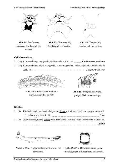 Bestimungsschlüssel – Diptera Larven - Fliessgewaesserbewertung ...