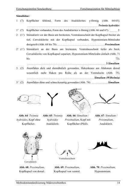 Bestimungsschlüssel – Diptera Larven - Fliessgewaesserbewertung ...