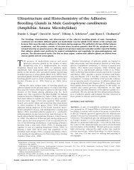 Ultrastructure and Histochemistry of the Adhesive Breeding Glands ...