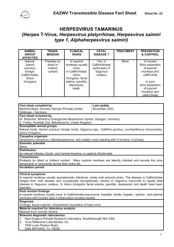 HERPESVIRUS TAMARINUS (Herpes T-Virus, Herpesvirus ...