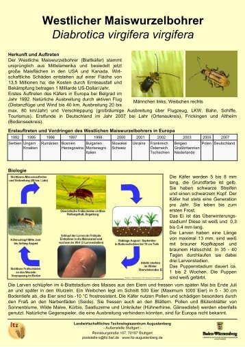 Westlicher Maiswurzelbohrer Diabrotica virgifera virgifera