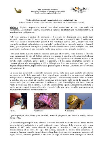 Molluschi Gasteropodi - Universita degli studi di Ferrara