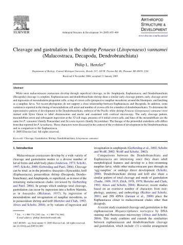 Cleavage and gastrulation in the shrimp Penaeus (Litopenaeus ...