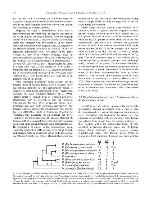 Cleavage and gastrulation in the shrimp Penaeus (Litopenaeus ...