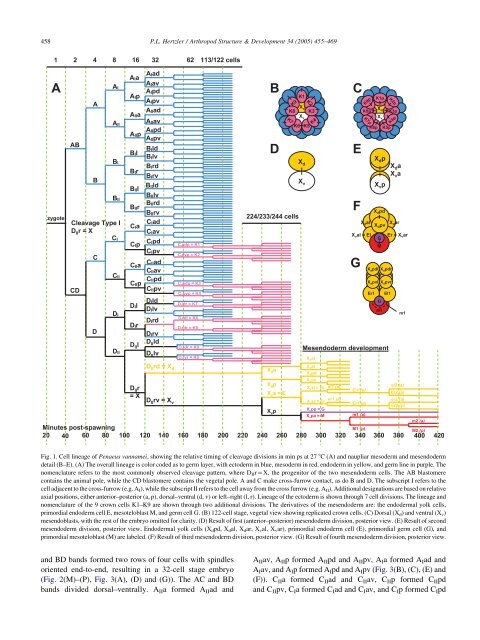 Cleavage and gastrulation in the shrimp Penaeus (Litopenaeus ...