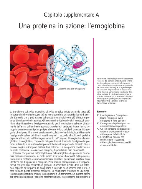 Una proteina in azione: l'emoglobina - Università degli Studi di ...