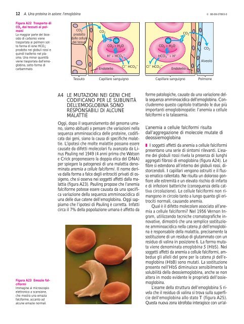 Una proteina in azione: l'emoglobina - Università degli Studi di ...