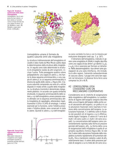 Una proteina in azione: l'emoglobina - Università degli Studi di ...
