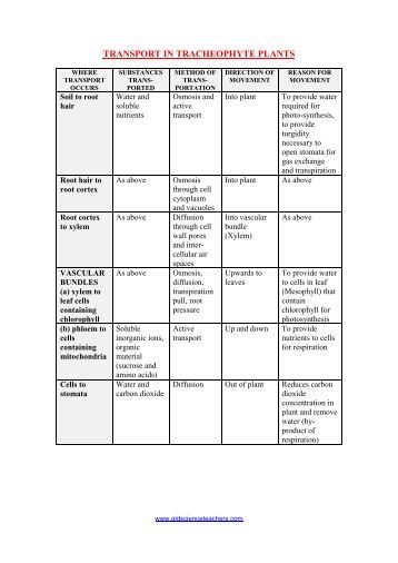 30 Plant Hormones Worksheet Answers - Worksheet Resource Plans