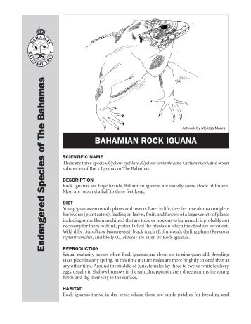 Endangered Species of The Bahamas - The Bahamas National Trust