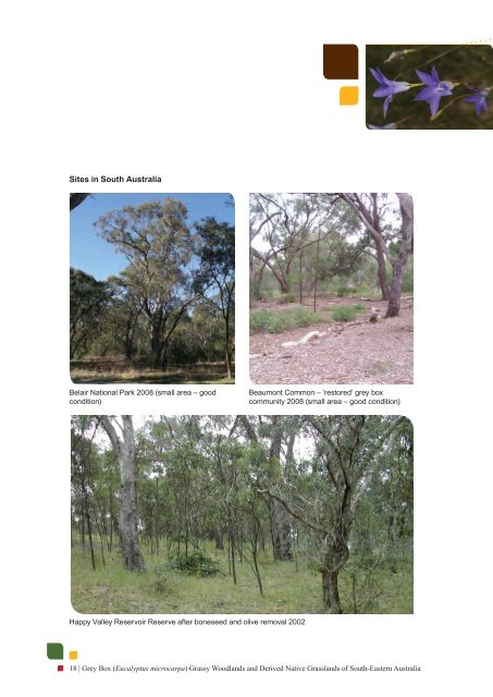 Grey Box (Eucalyptus microcarpa) Grassy Woodlands and Derived ...